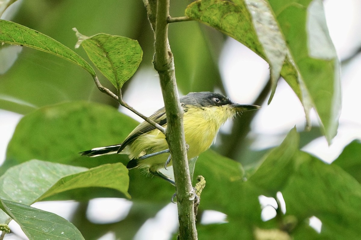 Common Tody-Flycatcher - ML641984129