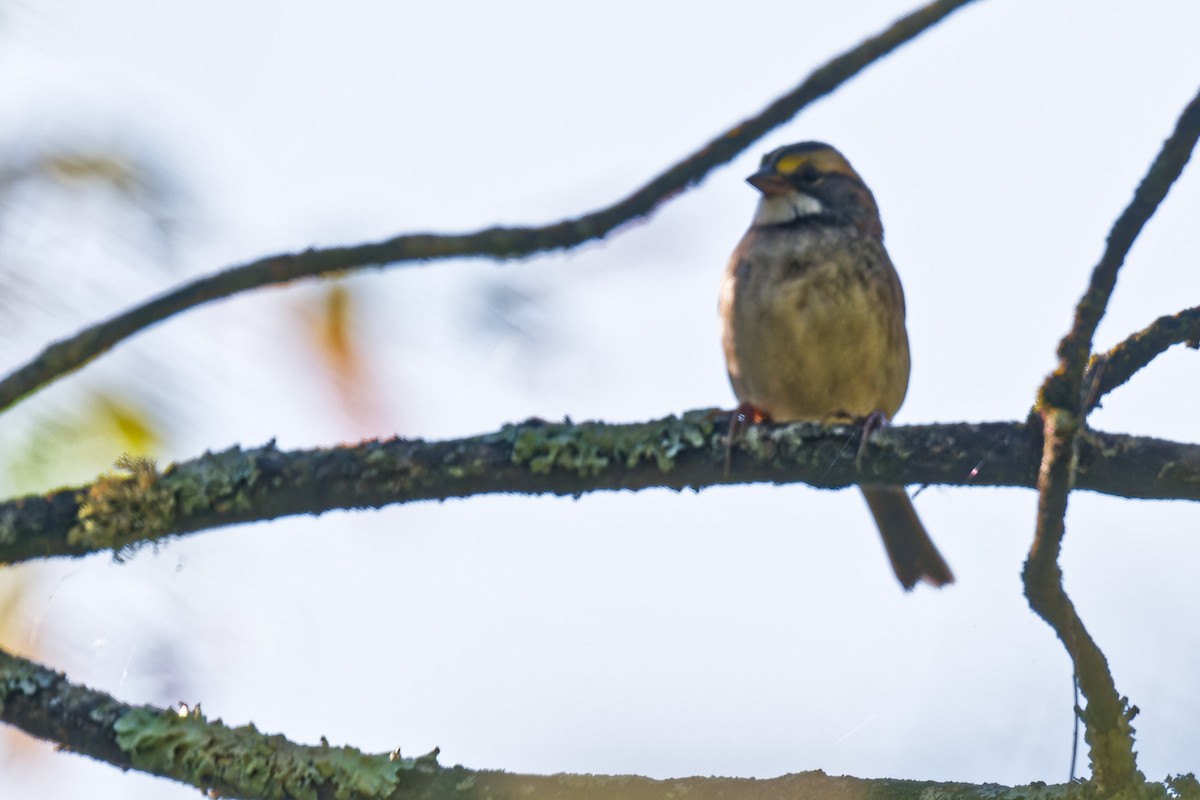 White-throated Sparrow - ML641984130