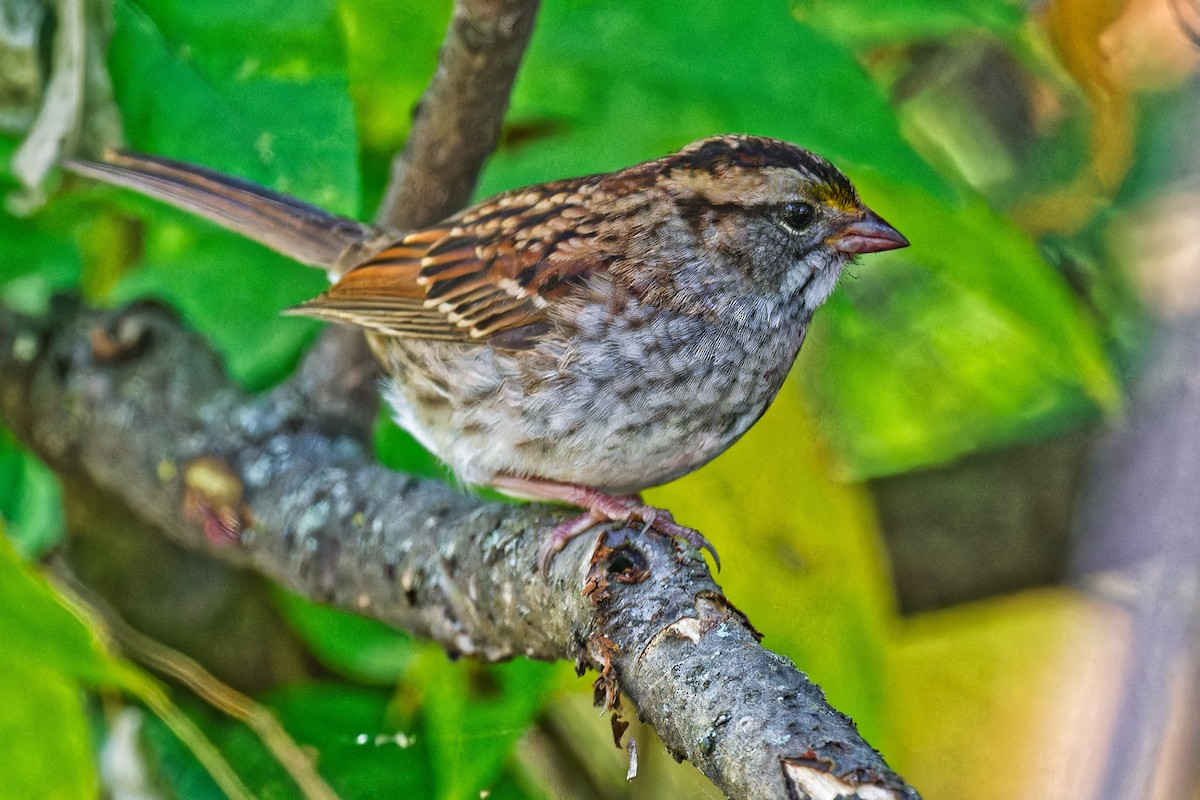 White-throated Sparrow - ML641984131