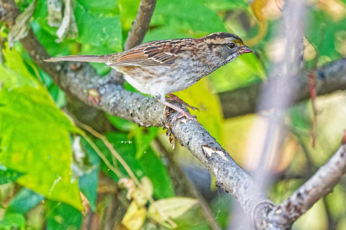White-throated Sparrow - ML641984132