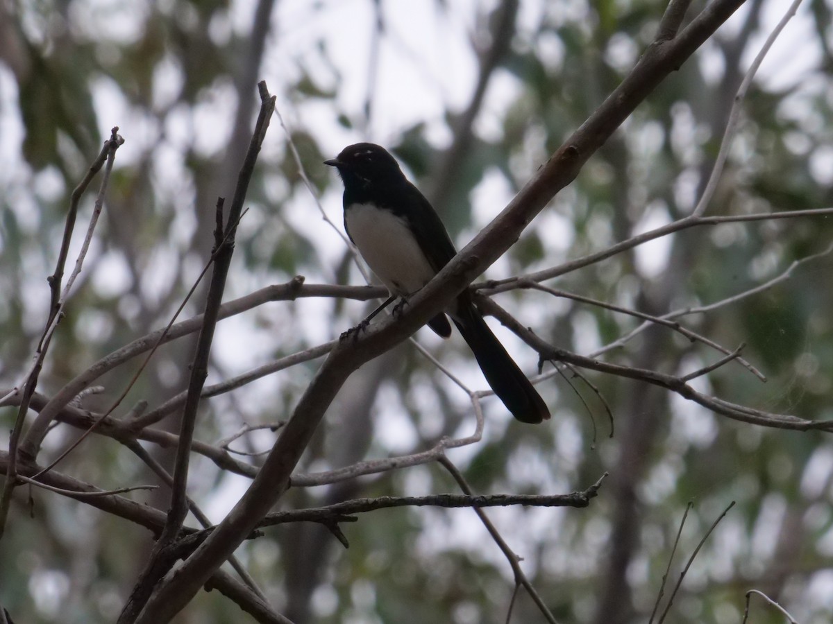 Willie-wagtail - ML641984134