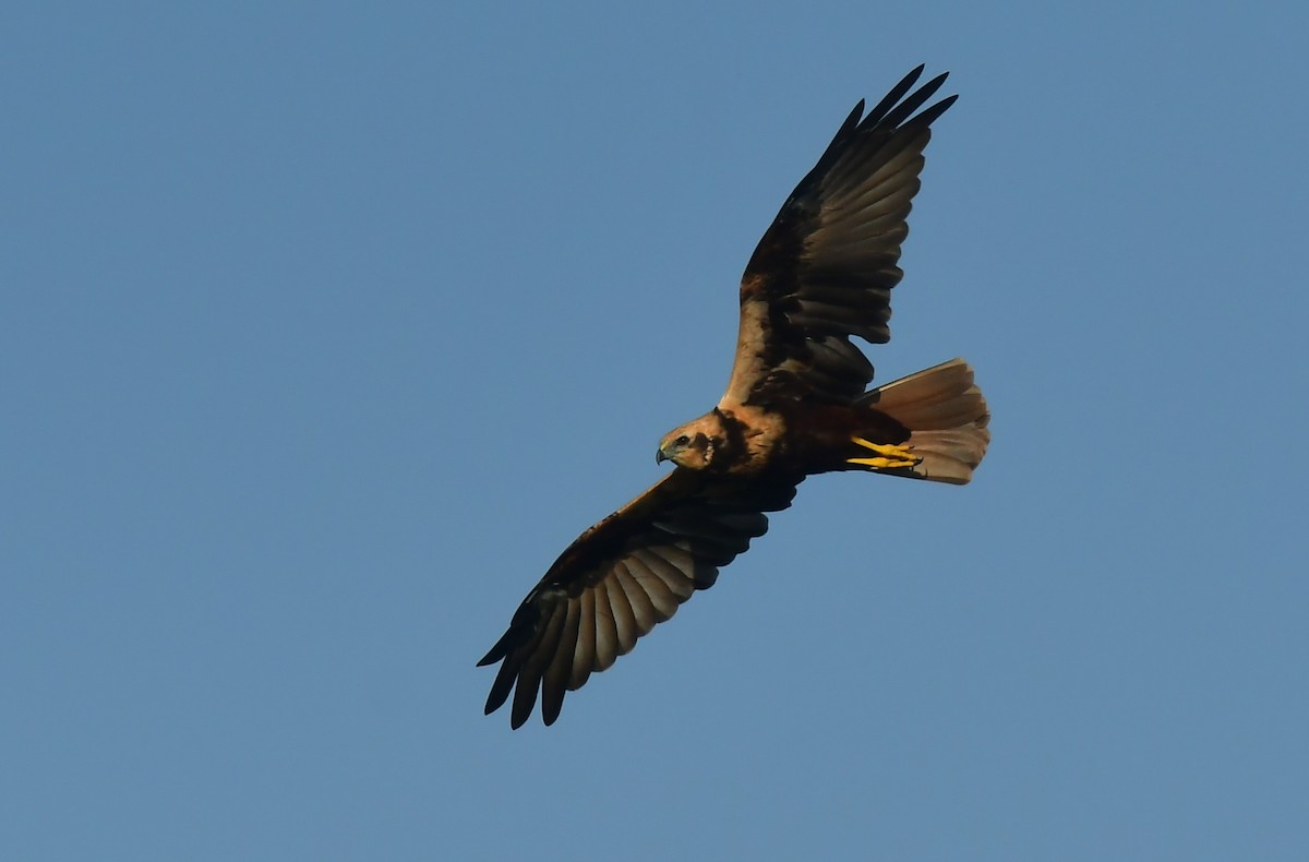 Western Marsh Harrier - ML641984135