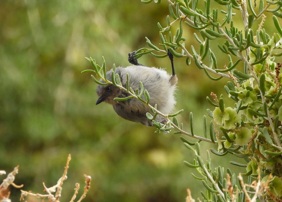 Bushtit - ML641984139