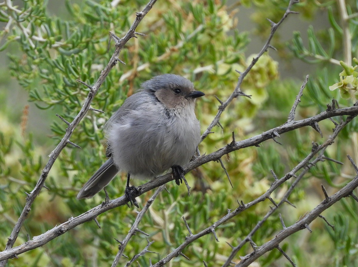 Bushtit - ML641984143