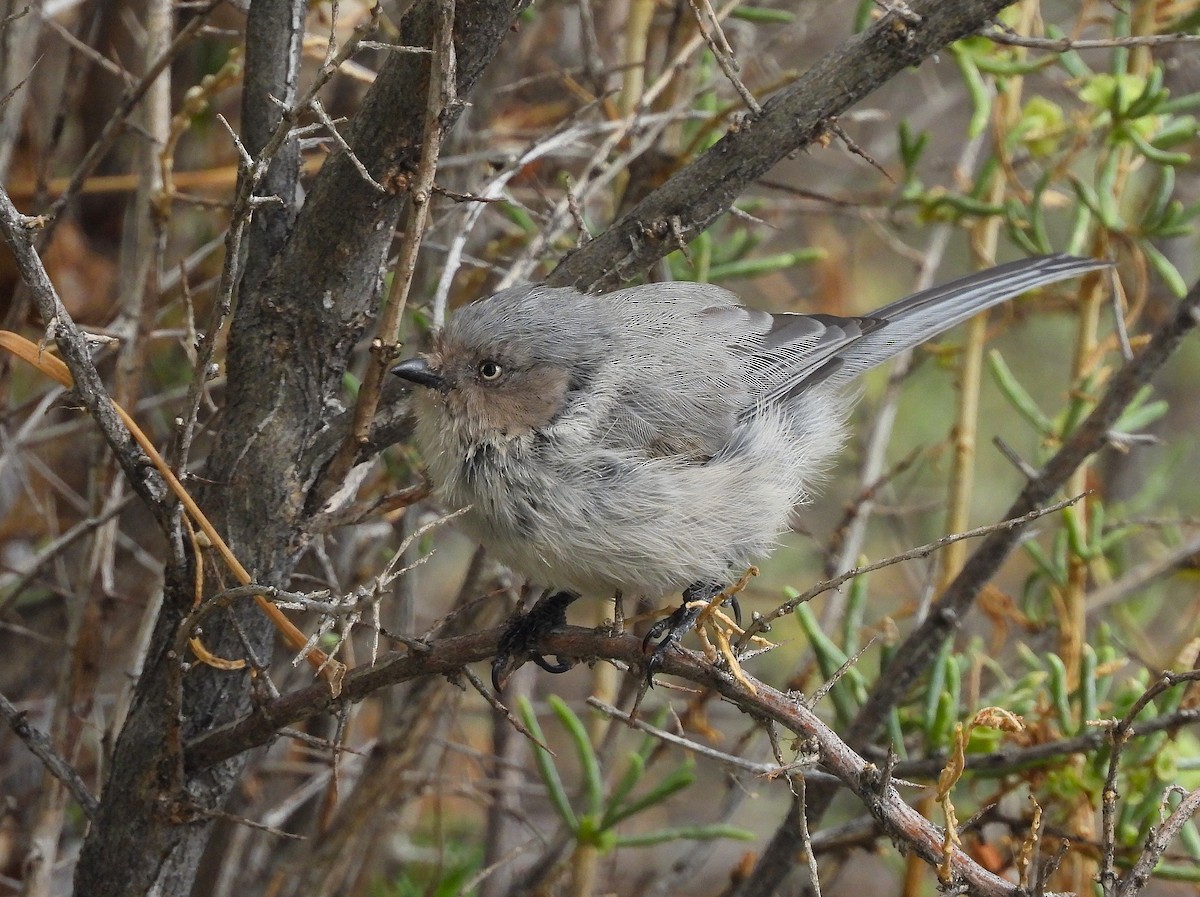 Bushtit - ML641984144