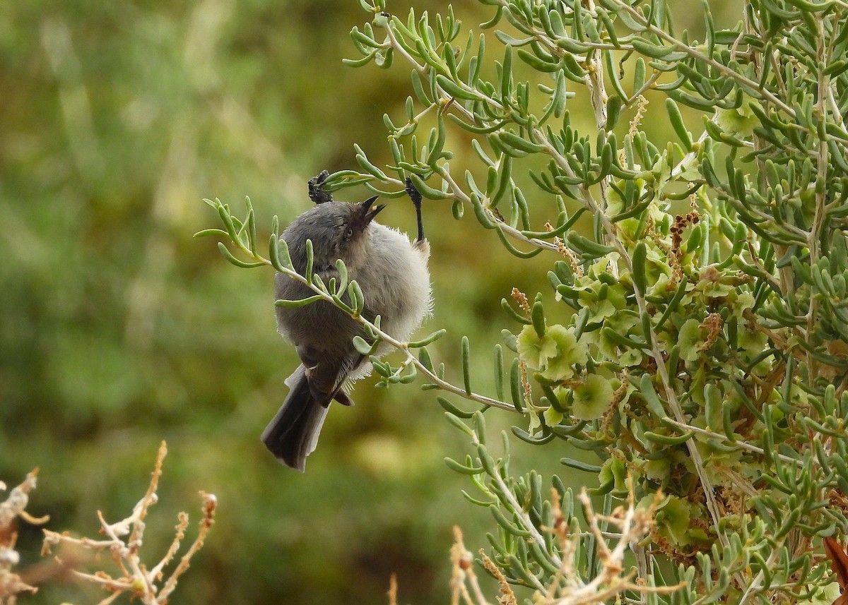 Bushtit - ML641984145