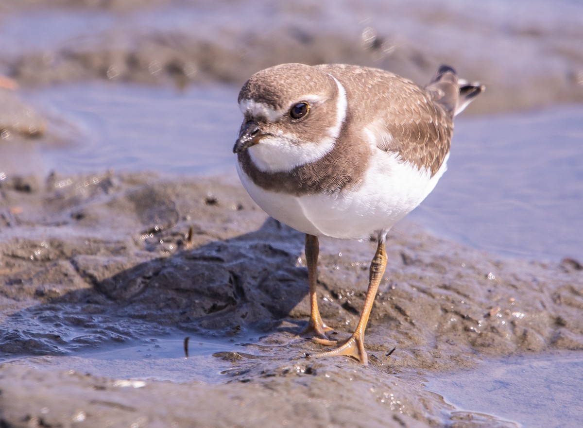 Semipalmated Plover - ML641984148