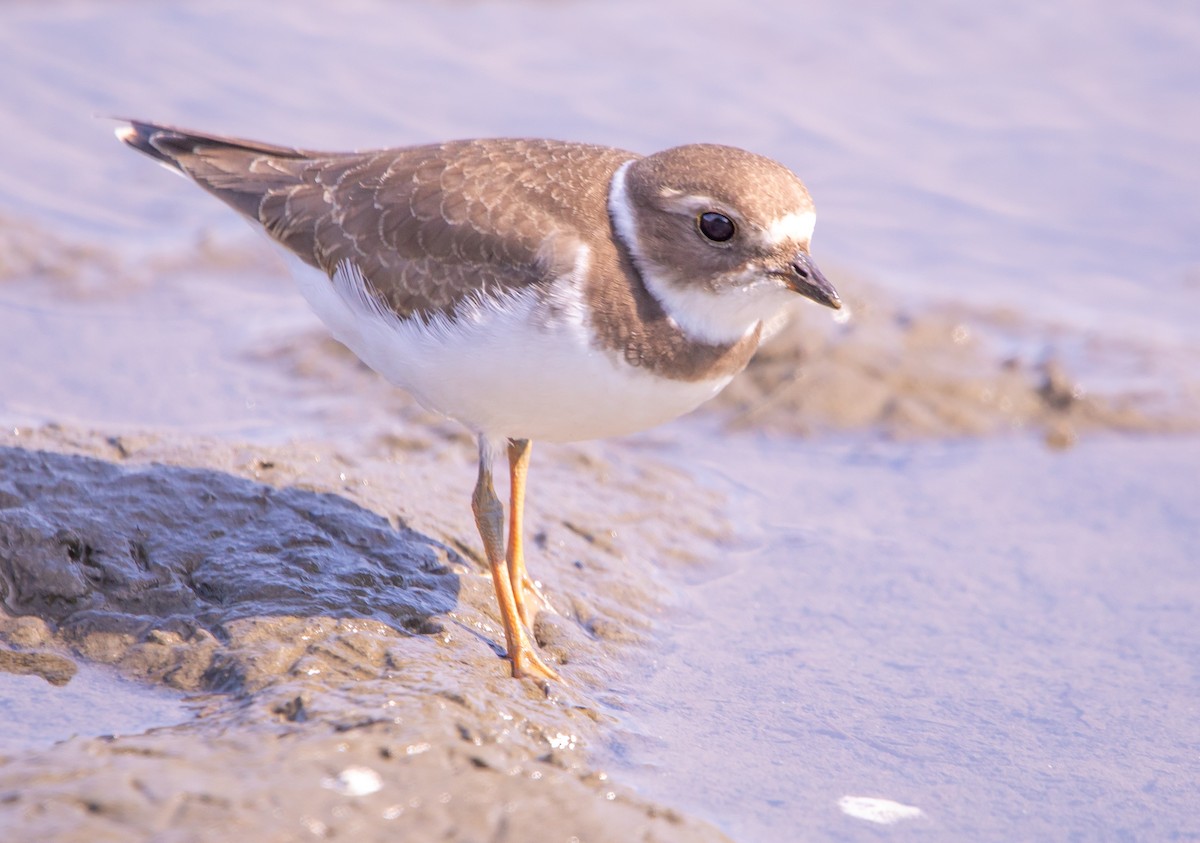 Semipalmated Plover - ML641984150