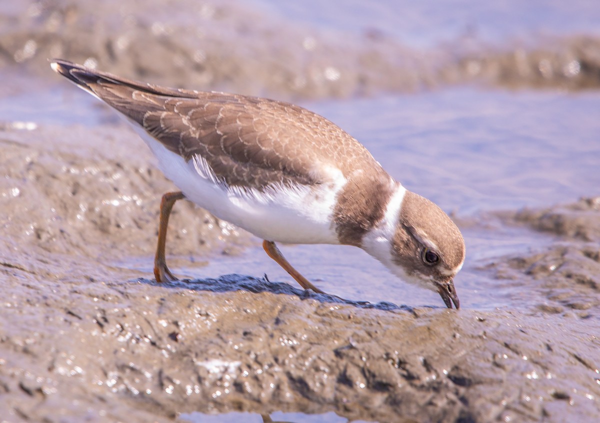 Semipalmated Plover - ML641984151