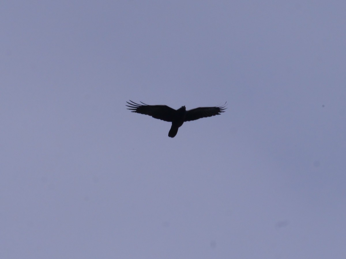 Torresian Crow - ML641984159