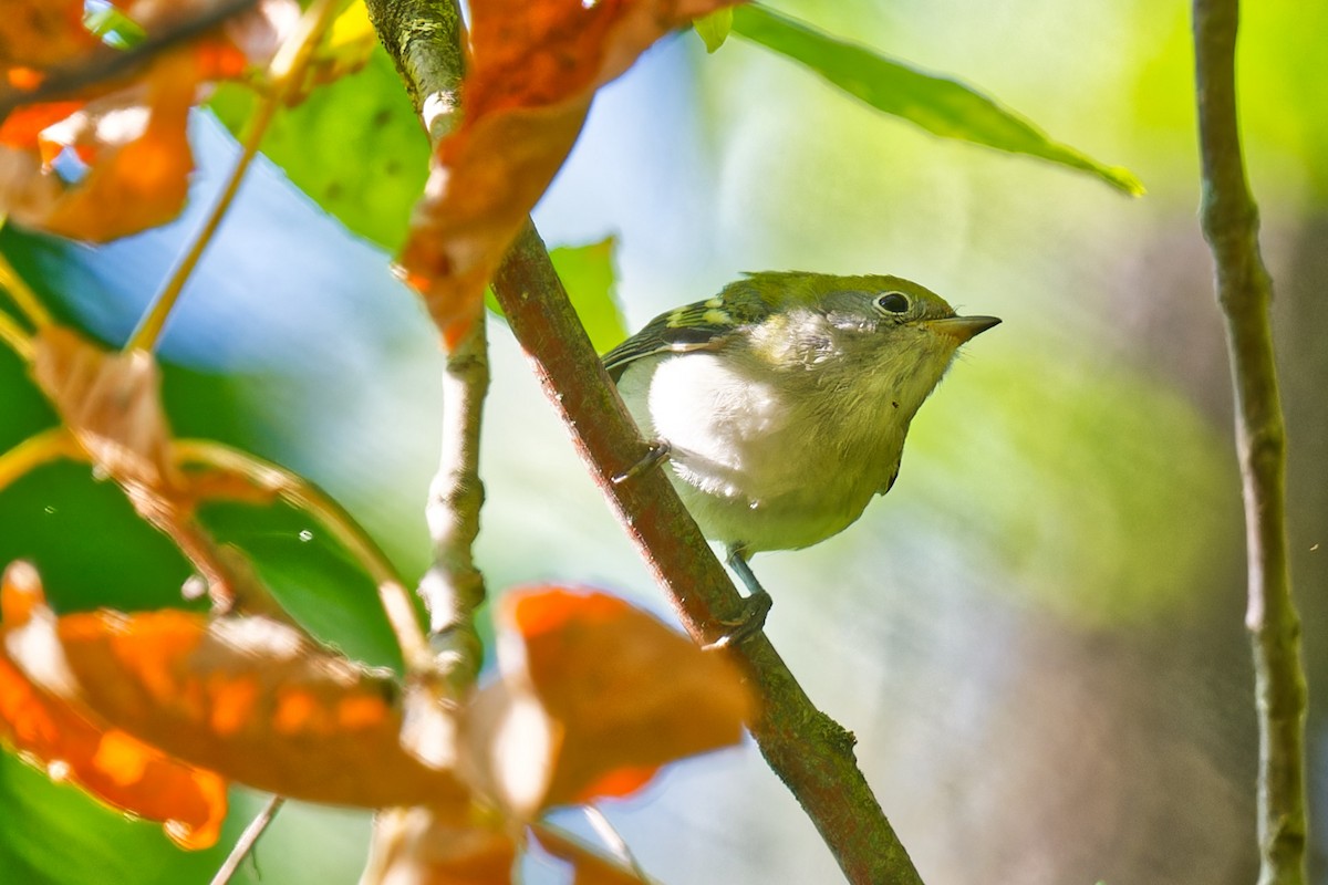 Chestnut-sided Warbler - ML641984160