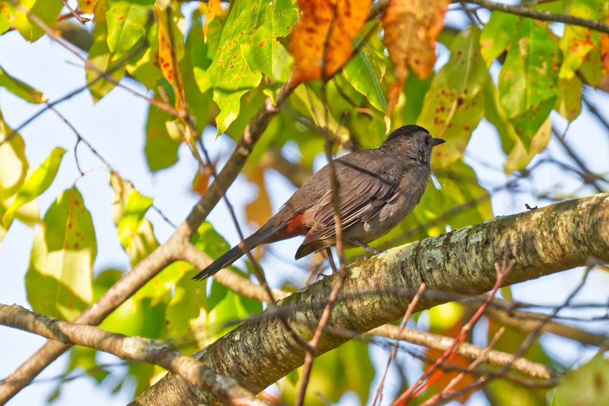 Chestnut-sided Warbler - ML641984161