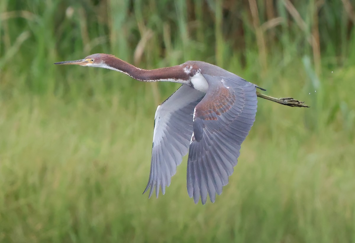 Tricolored Heron - ML641984164