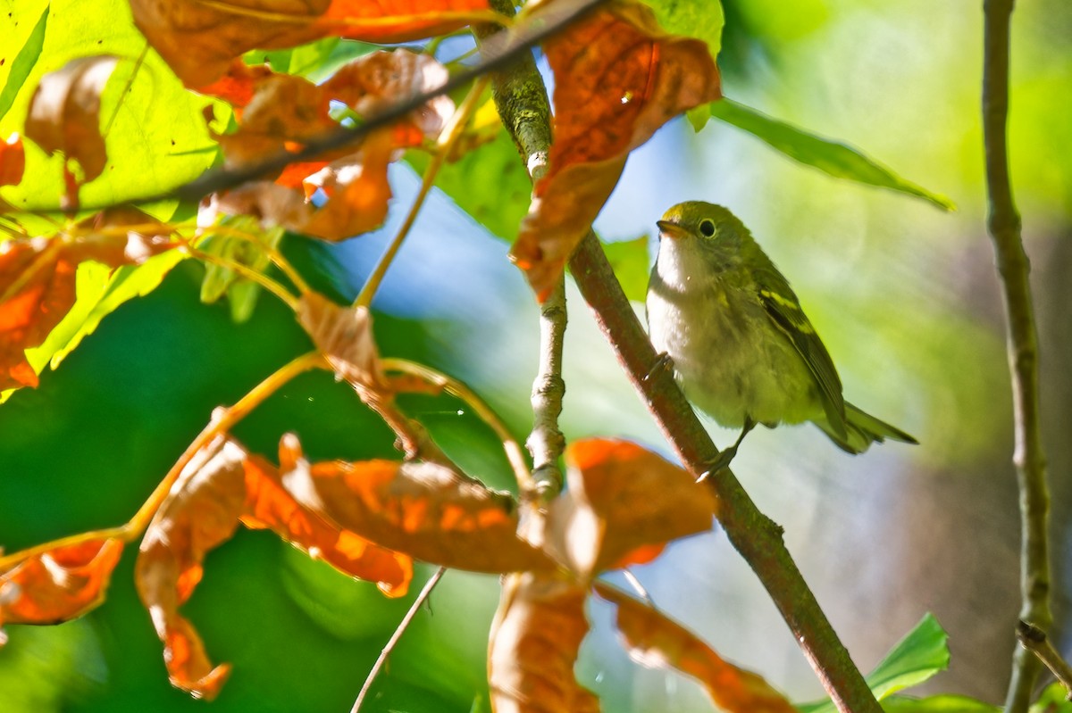 Chestnut-sided Warbler - ML641984165