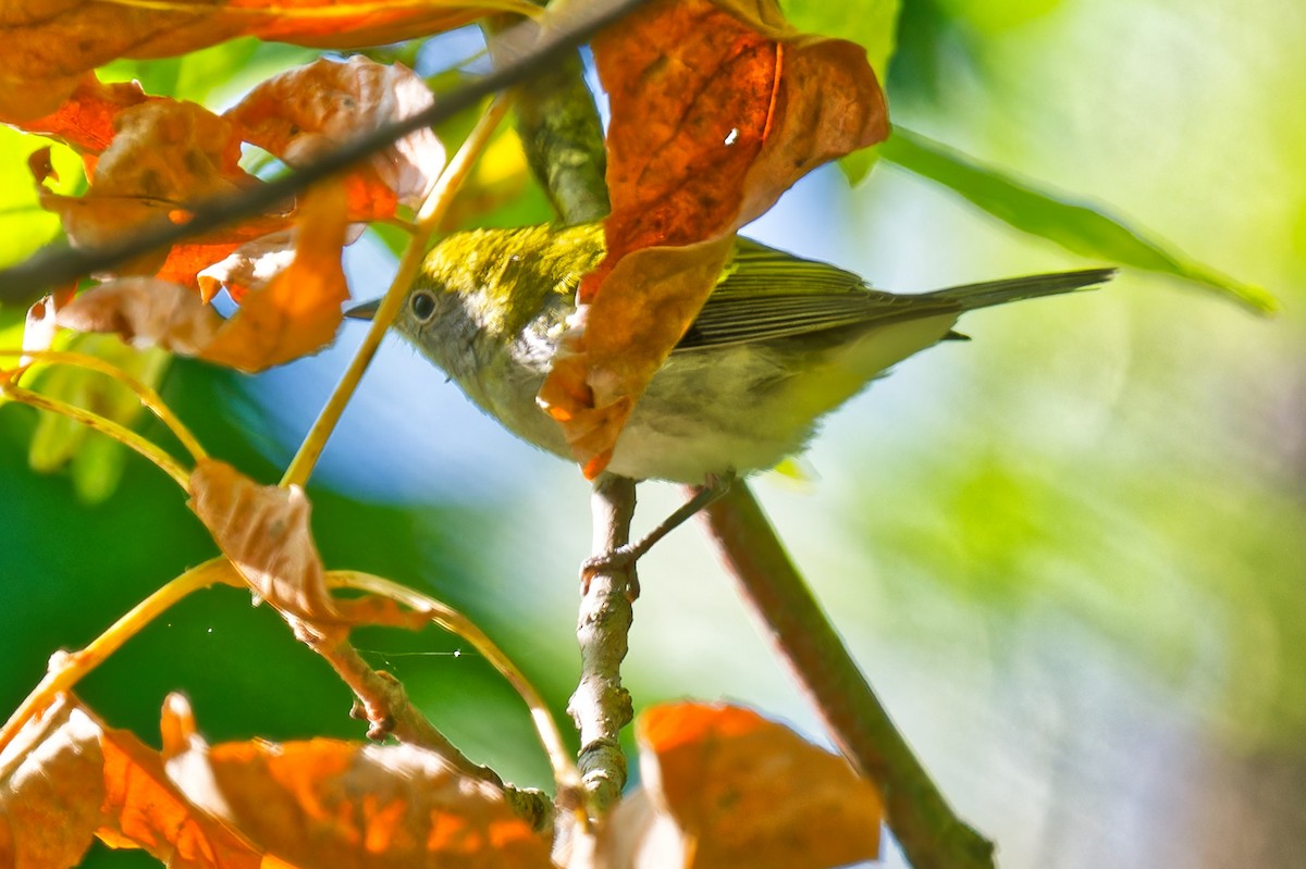 Chestnut-sided Warbler - ML641984166