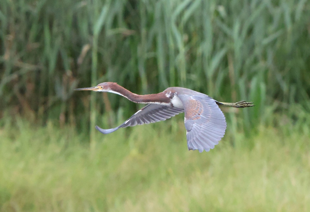 Tricolored Heron - ML641984167