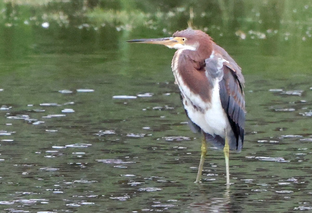 Tricolored Heron - ML641984168