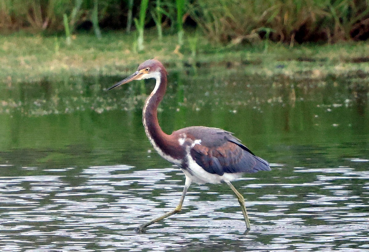 Tricolored Heron - ML641984169
