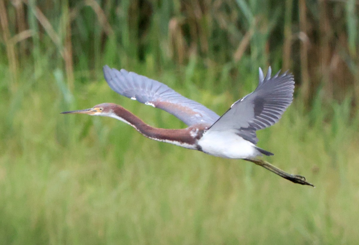 Tricolored Heron - ML641984171