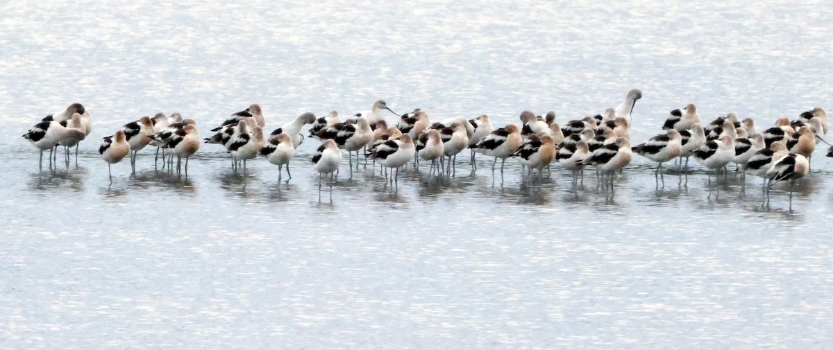 American Avocet - ML641984176