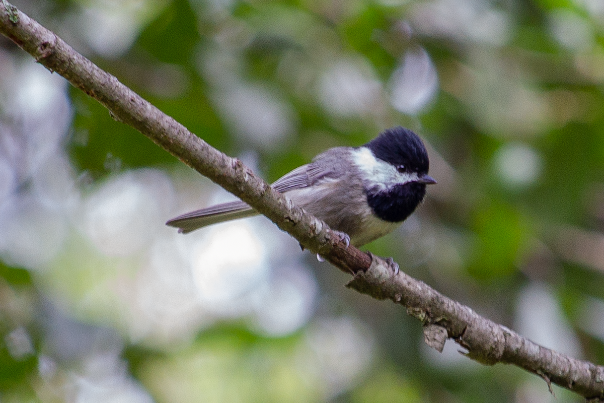 Mexican Chickadee - ML641984179