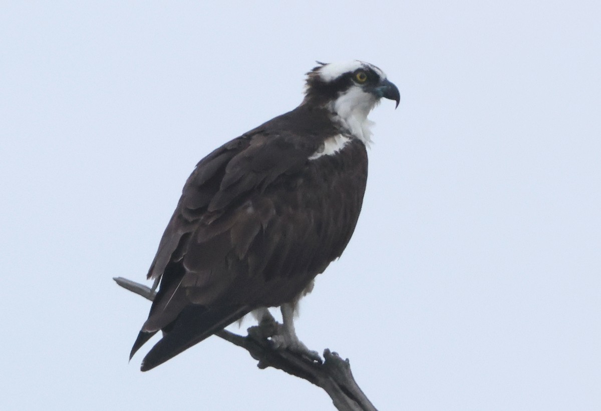 魚鷹 - ML641984187
