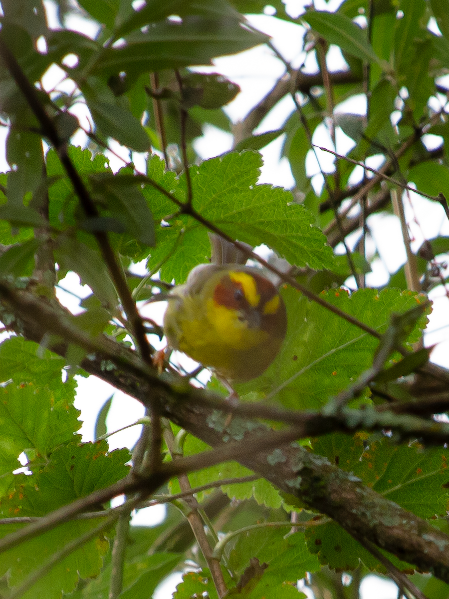 Golden-browed Warbler - ML641984207