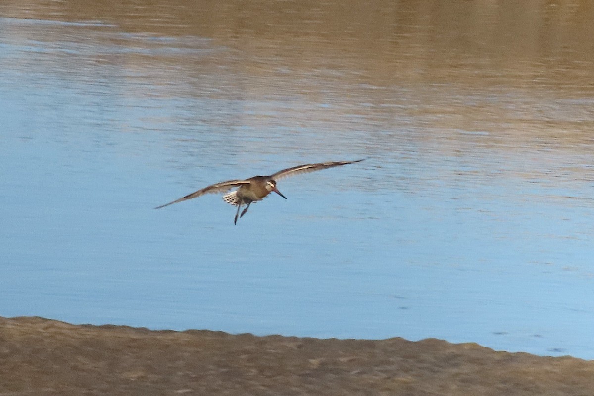 Bar-tailed Godwit - ML641984238