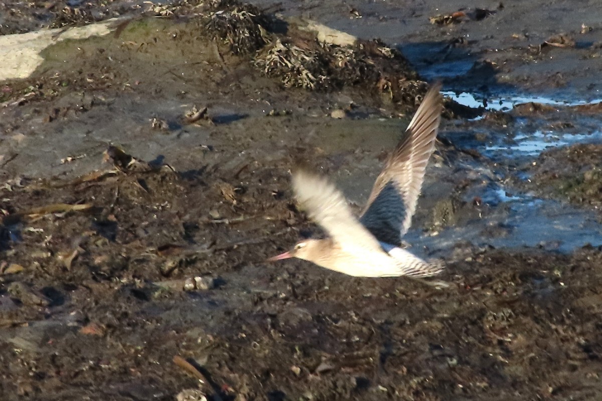 Bar-tailed Godwit - ML641984239