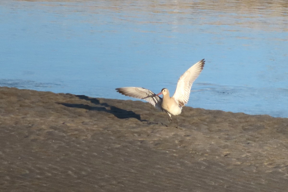Bar-tailed Godwit - ML641984240