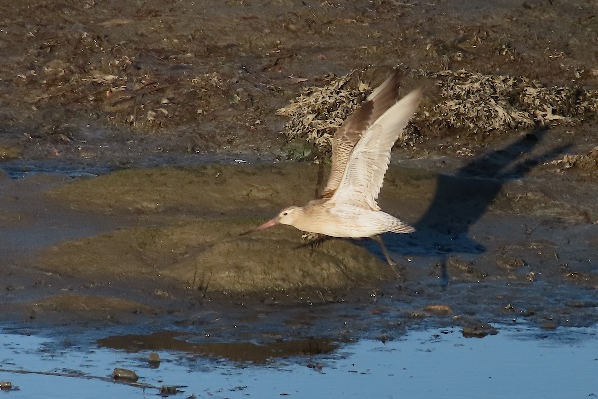 Bar-tailed Godwit - ML641984241