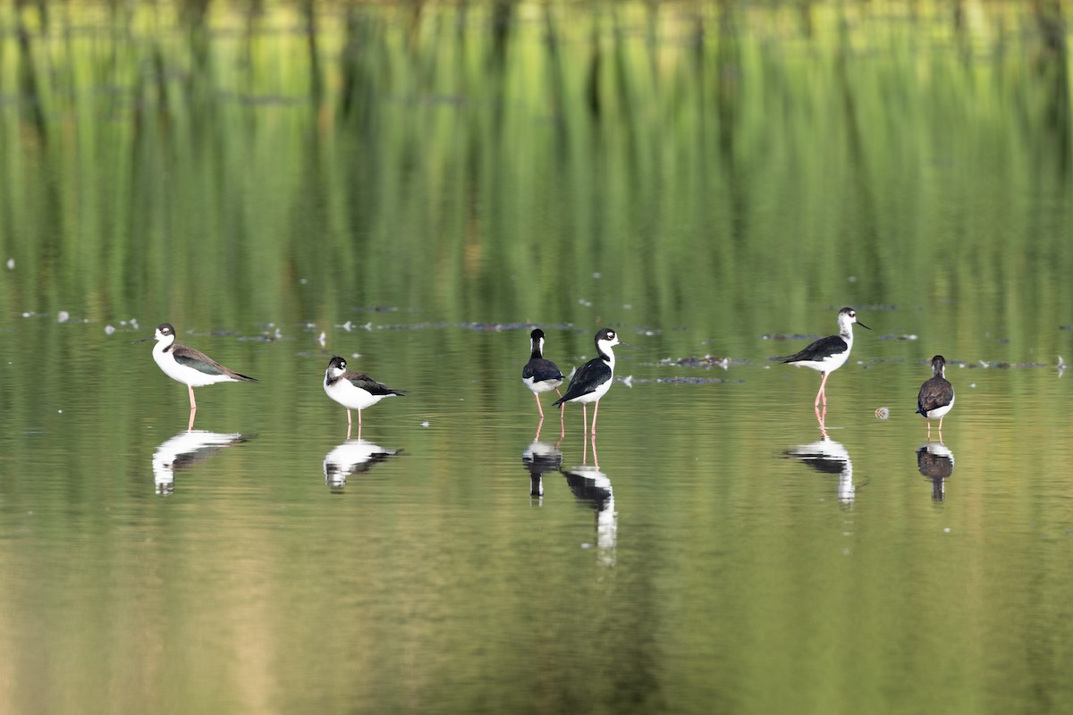 Black-necked Stilt - ML641984262