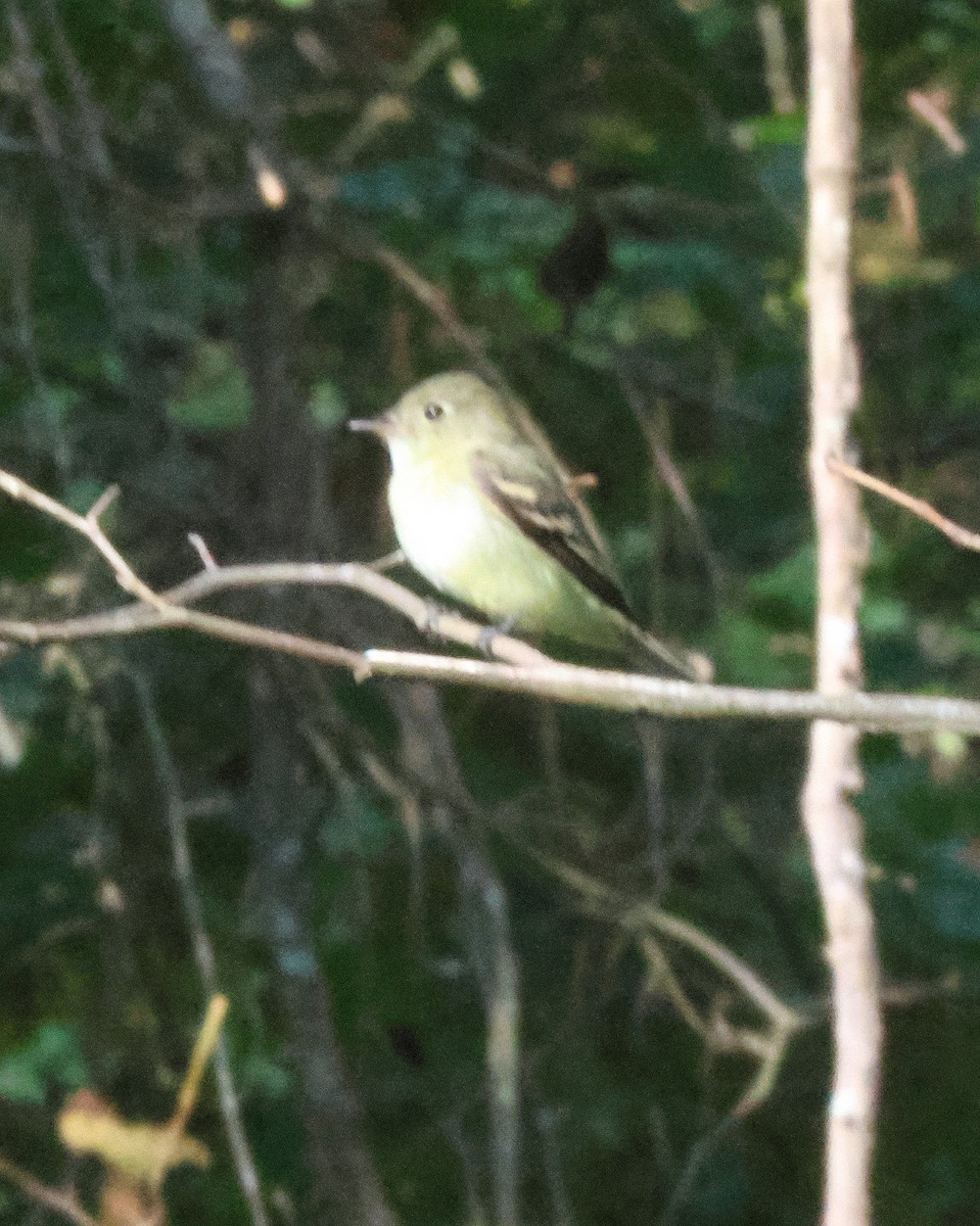Acadian Flycatcher - ML641984264