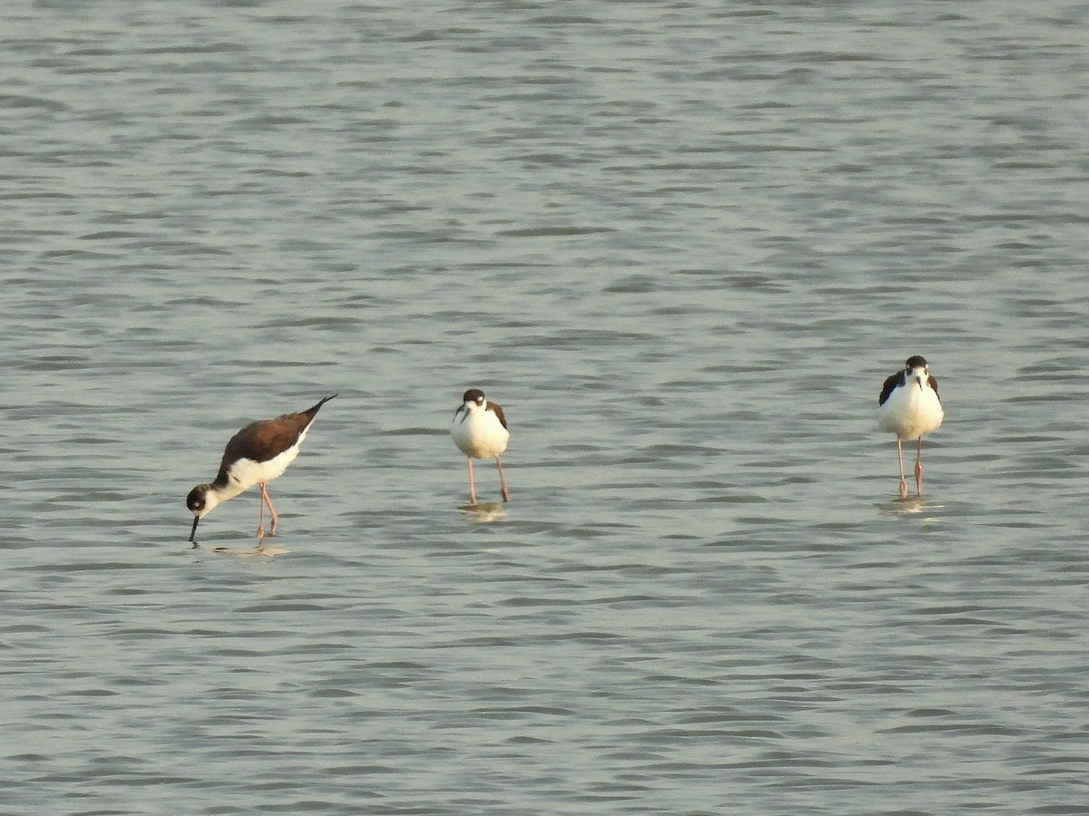 Black-necked Stilt - ML641984268