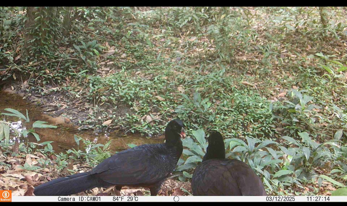 Crestless Curassow - ML641984275