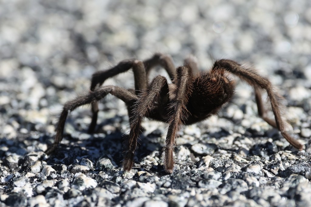 Arachnids - ML641984277