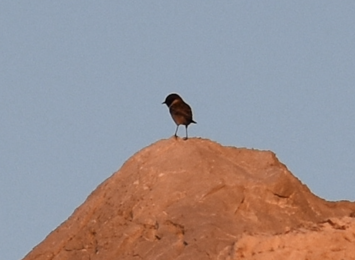 European Stonechat - ML641984282