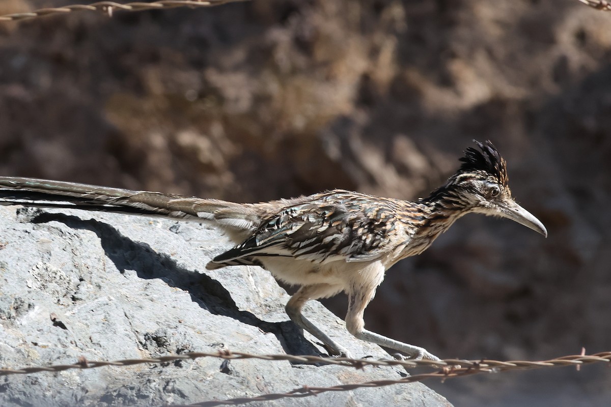 Greater Roadrunner - ML641984283