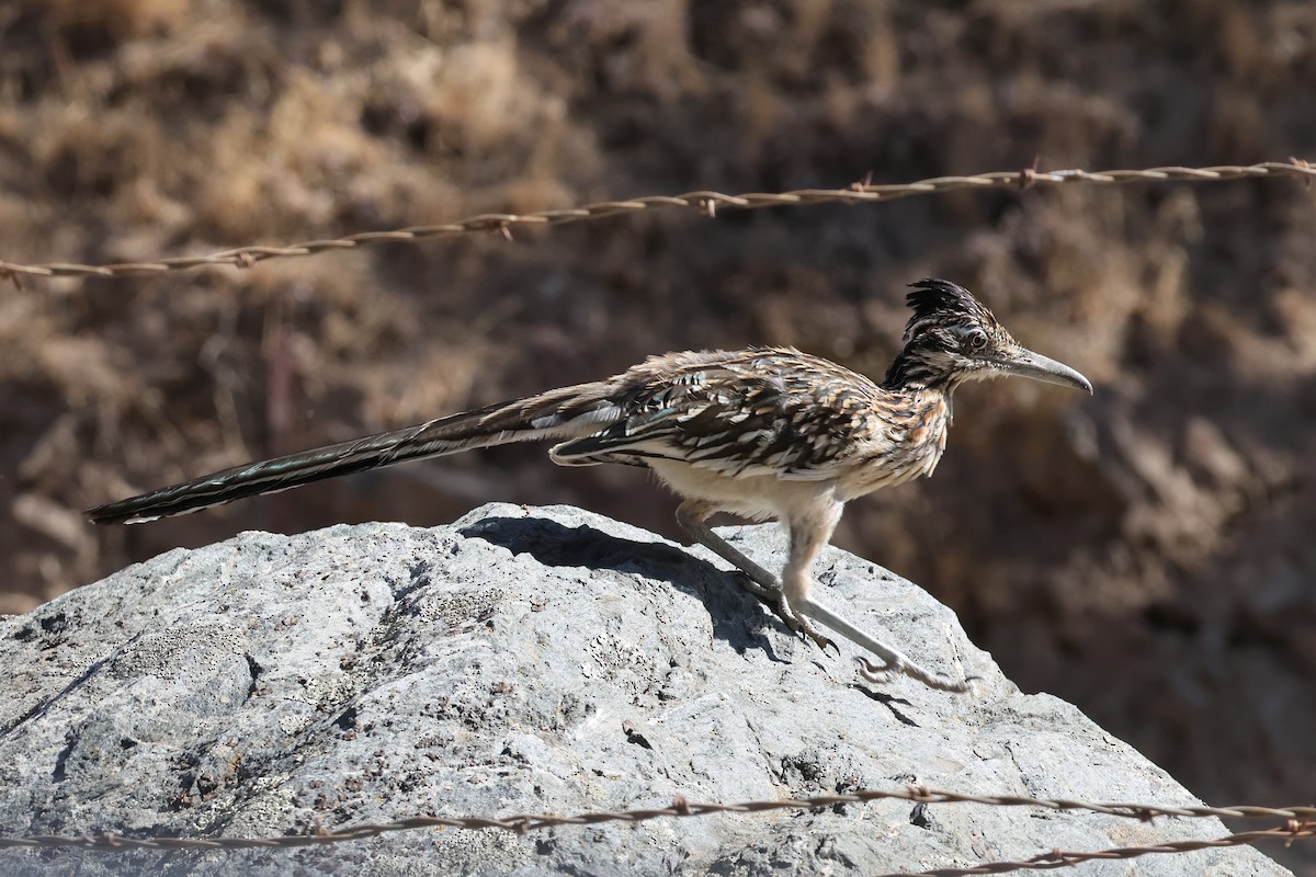 Greater Roadrunner - ML641984285