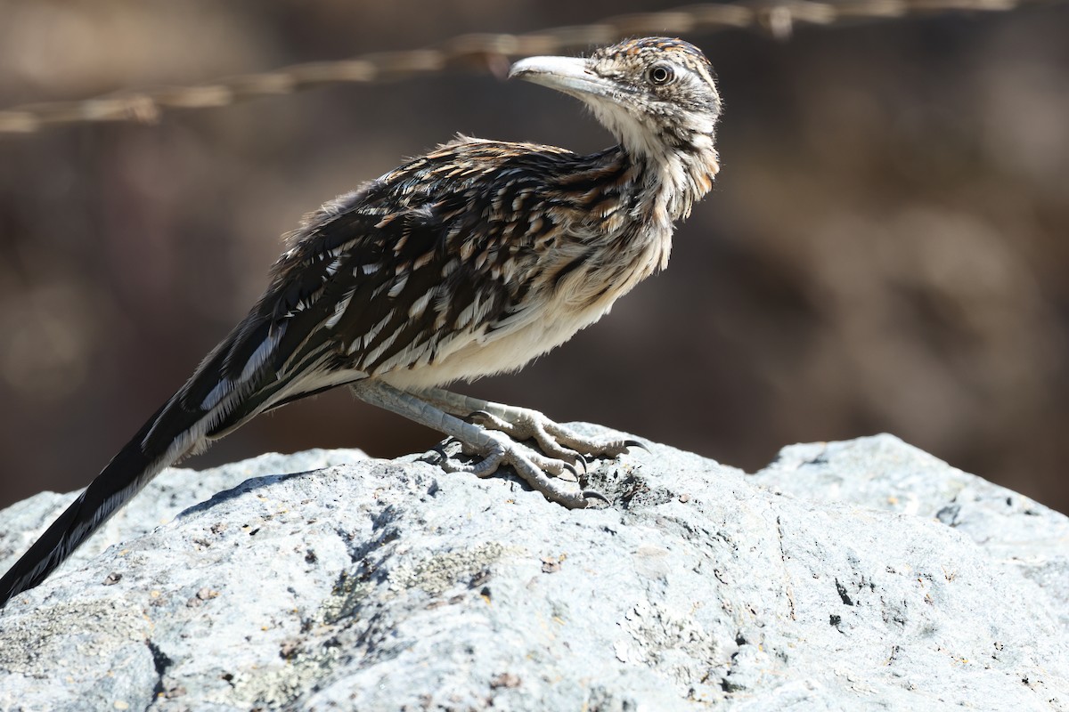Greater Roadrunner - ML641984286