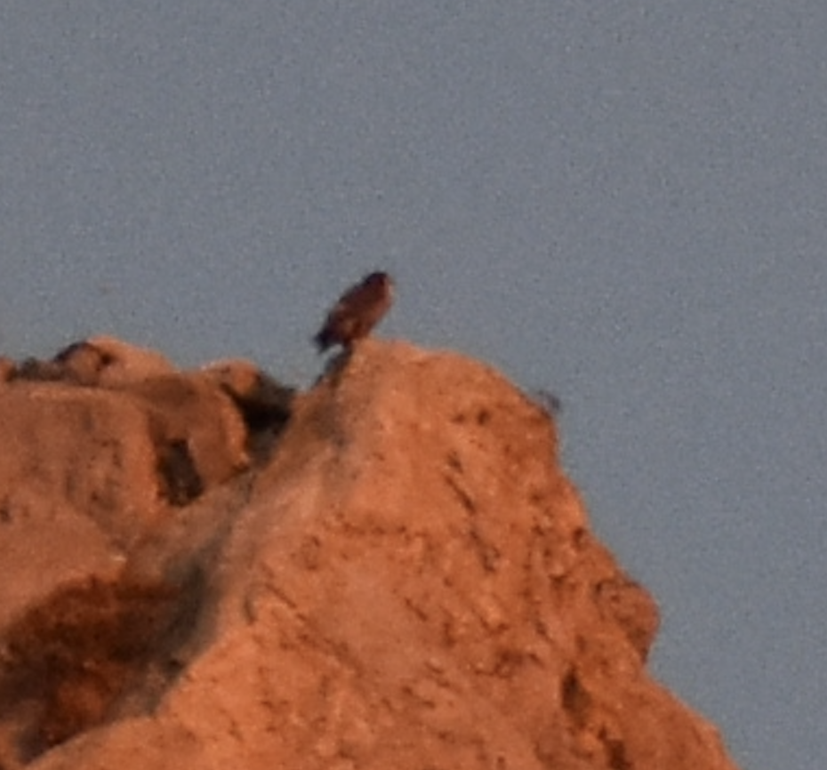 Eleonora's Falcon - ML641984294
