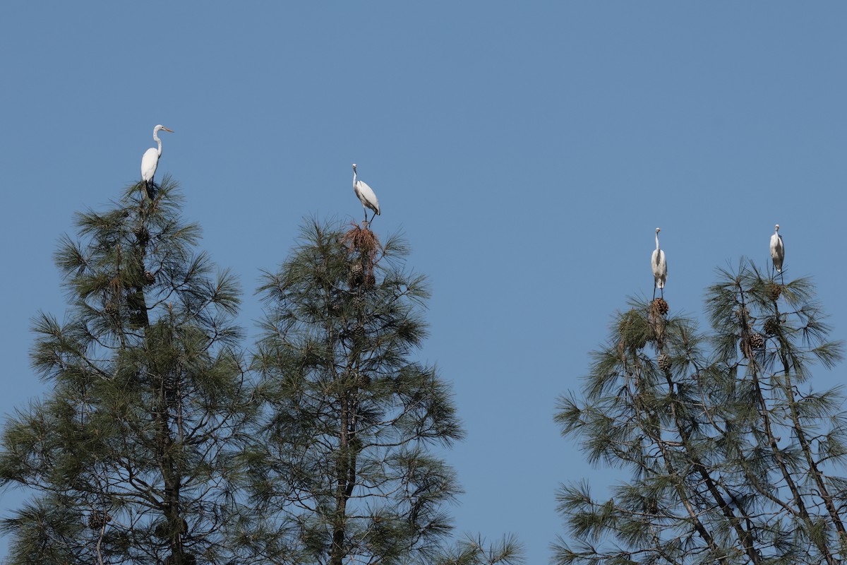 Great Egret - ML641984295