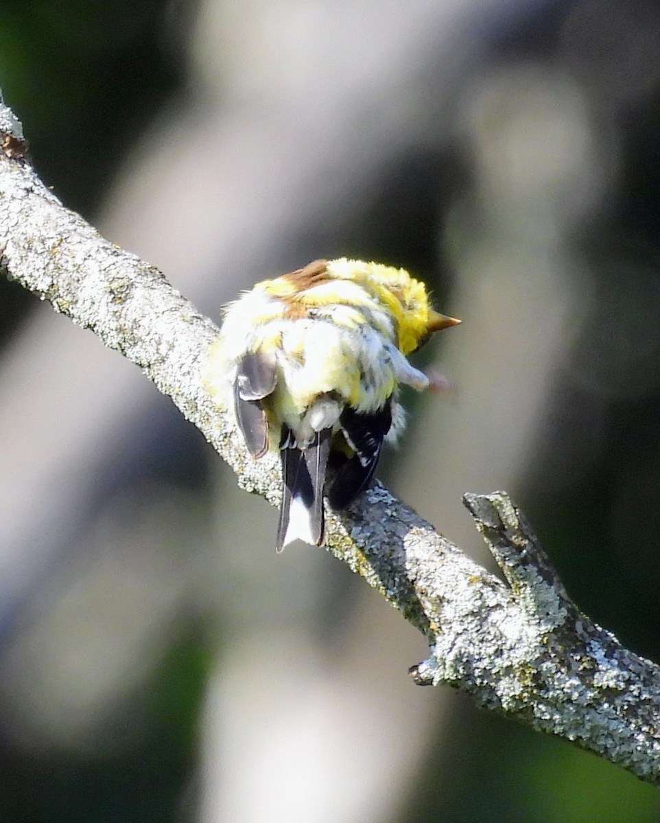 American Goldfinch - ML641984303