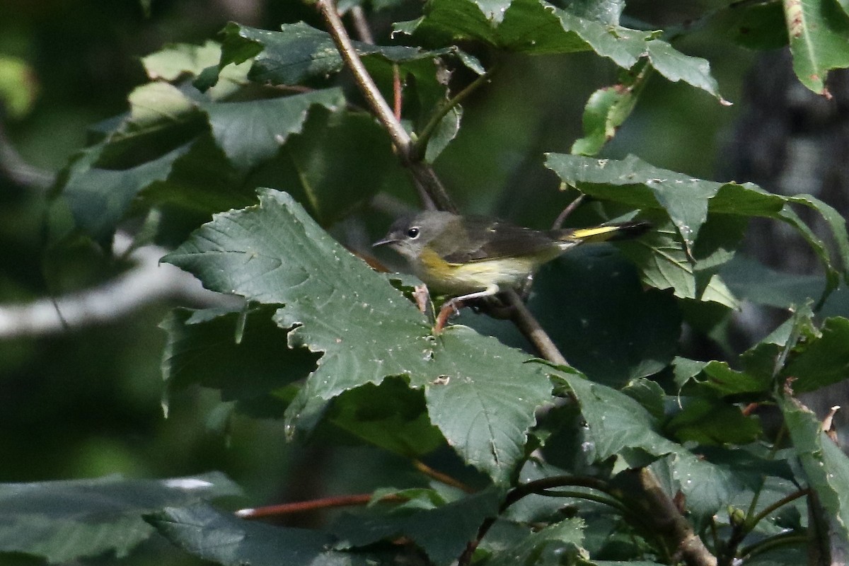 American Redstart - ML641984307