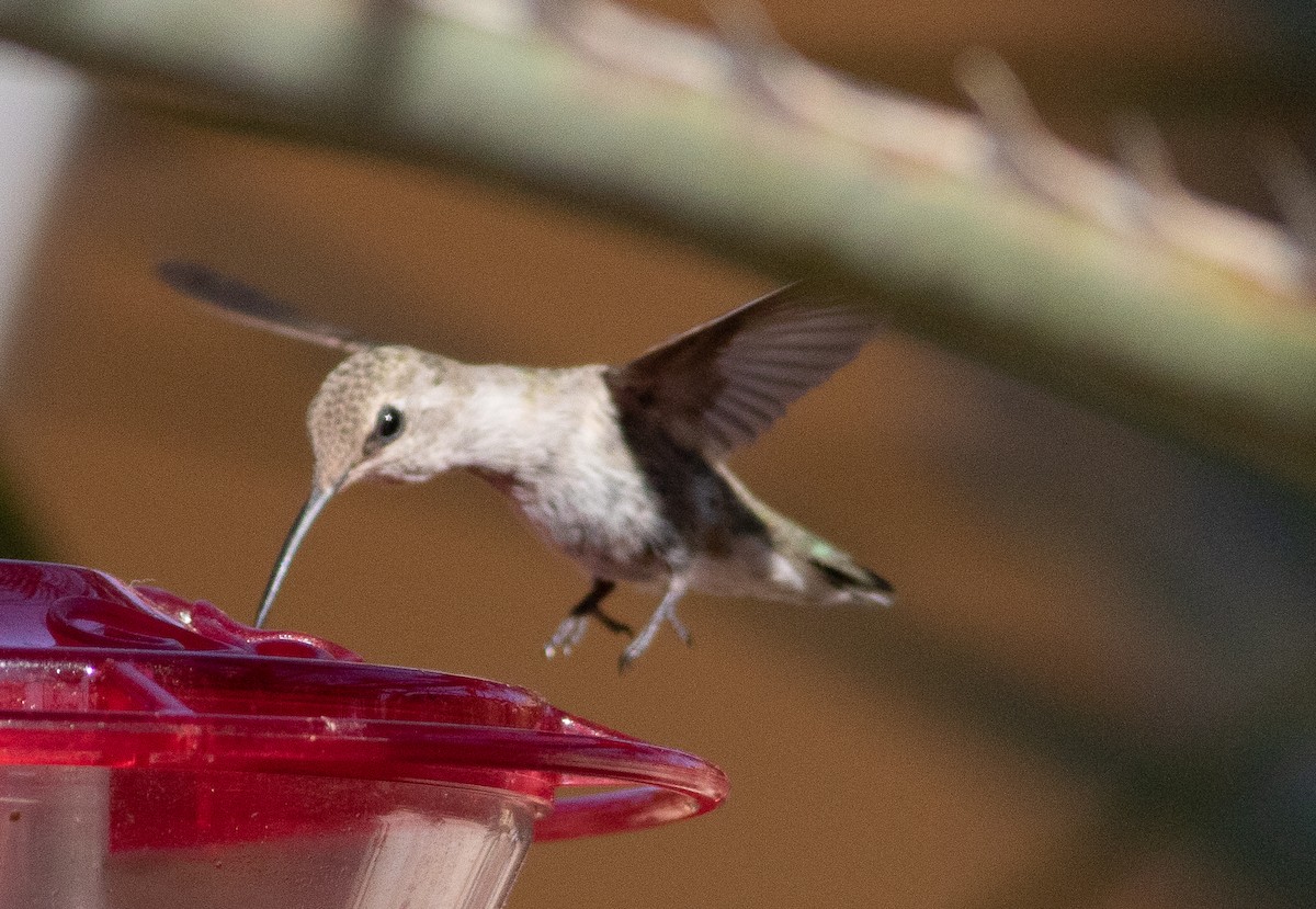 Black-chinned Hummingbird - ML641984308