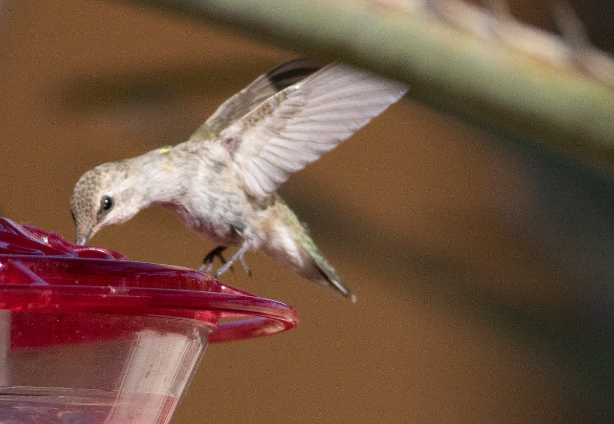 Black-chinned Hummingbird - ML641984309