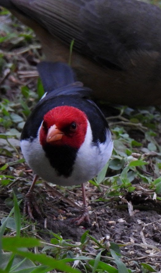 Yellow-billed Cardinal - ML641984312