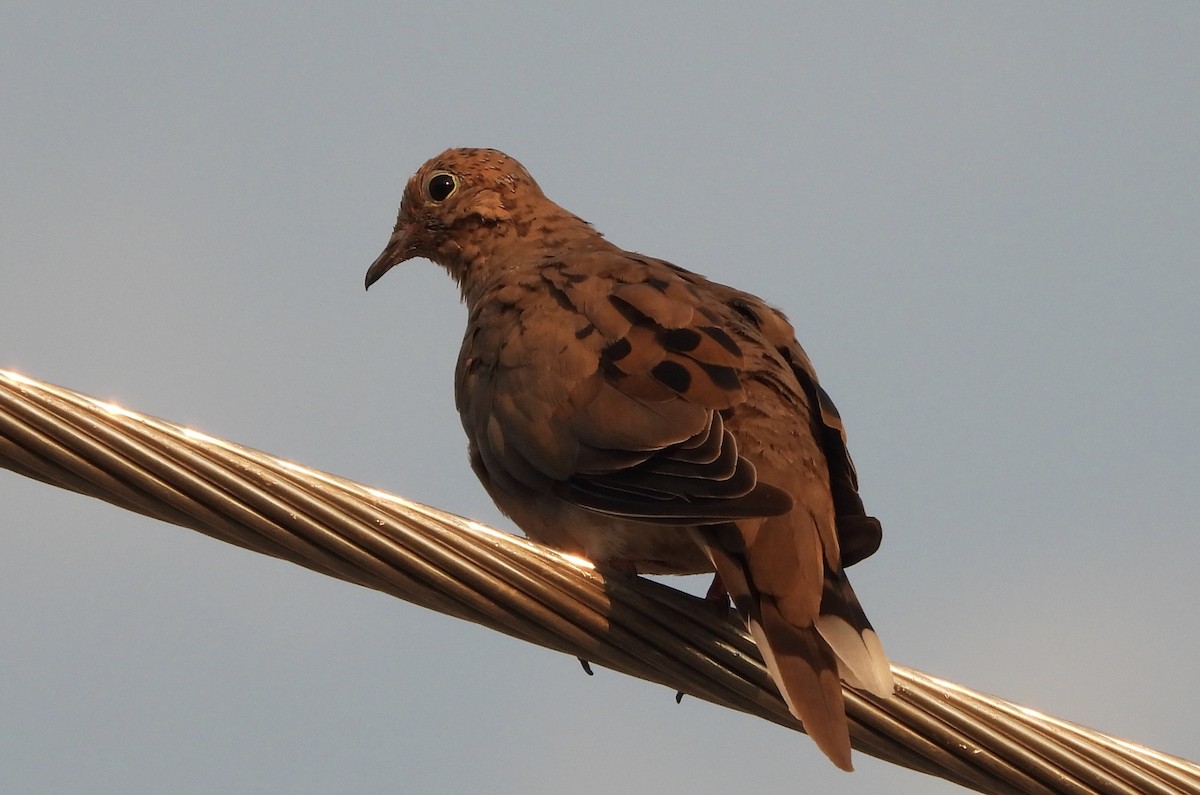 Mourning Dove - ML641984314