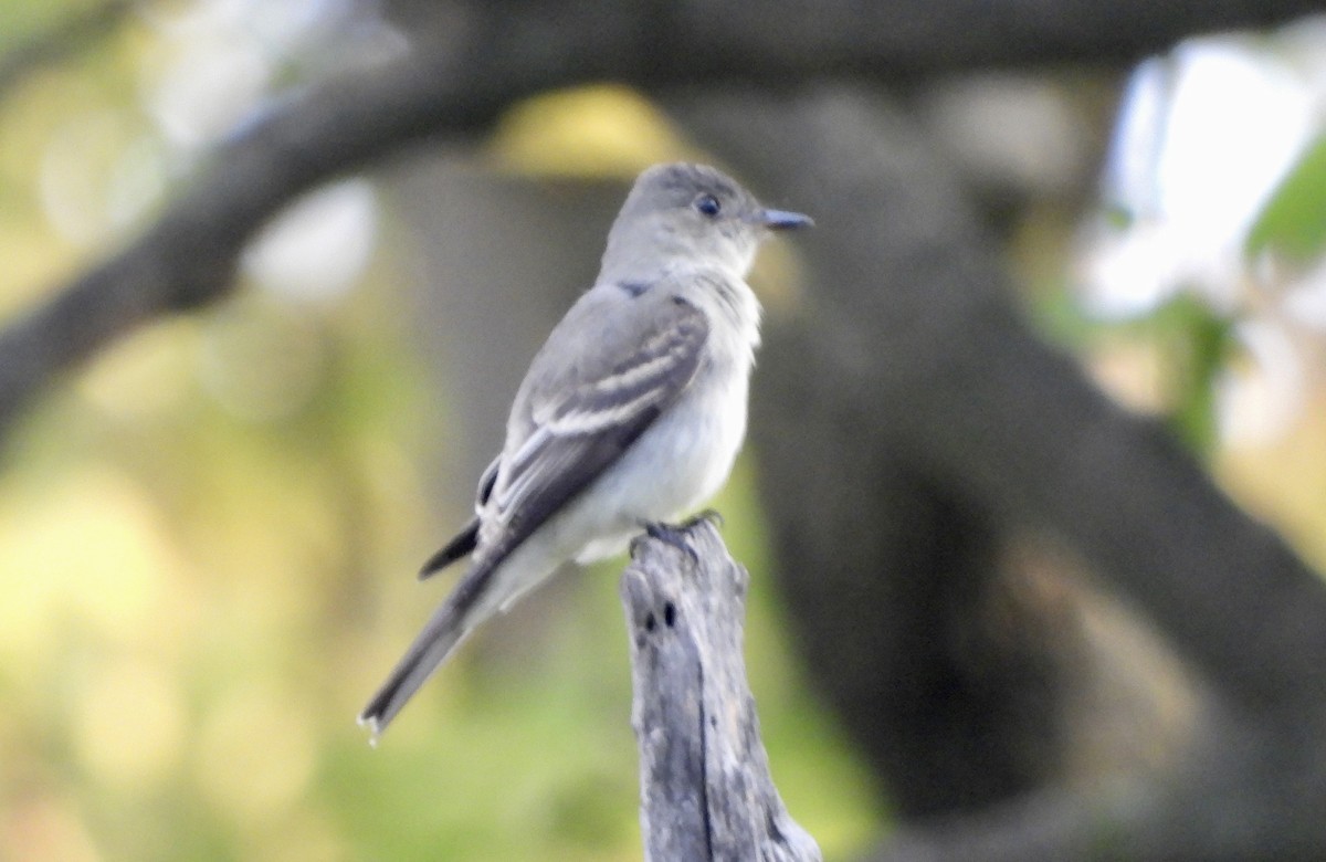 Mourning Dove - ML641984316