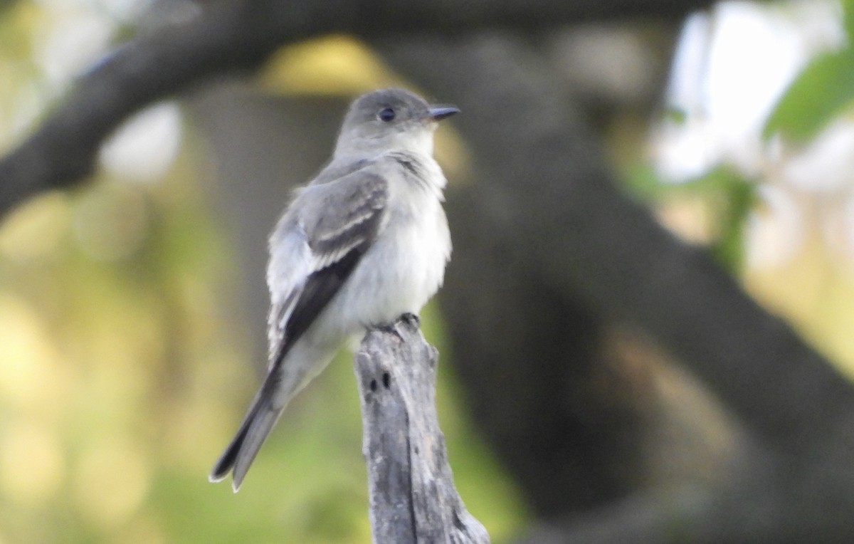Mourning Dove - ML641984318